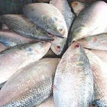 Frozen Hilsa fish/Dotted gizzard shad/ scad/bonito