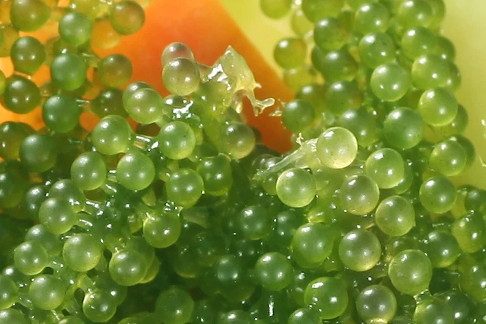 
Salted Seaweed/Umibudo Seaweed/ Sea Grape Seaweed Whatsapp +84 845 639639 