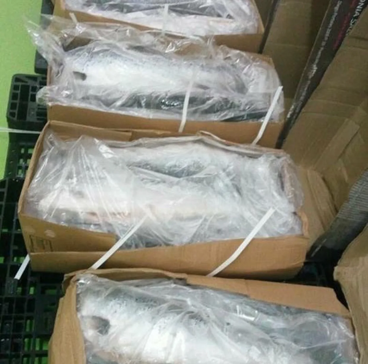 
Ice Cold Frozen Salmon Fish/ Atlantic Frozen Salmon Available For Sale 