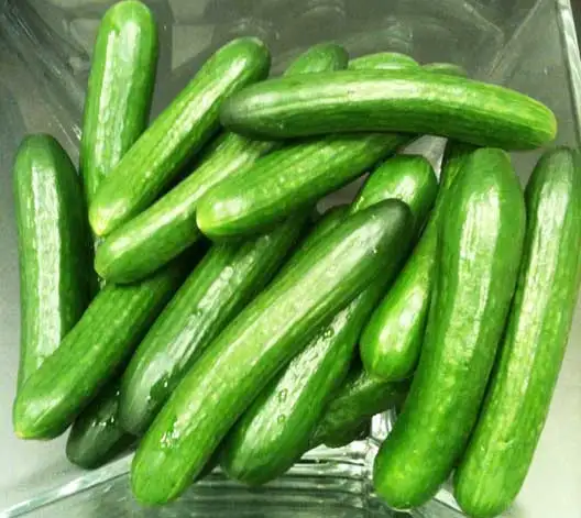 HIGH QUALITY - FRESH CUCUMBER - GREEN SPIKY CUCUMBER