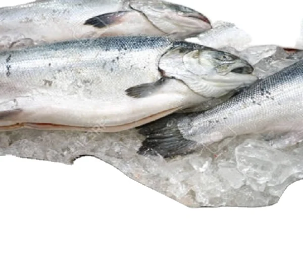 Frozen Whole Round Atlantic Salmon From Norway For Sale