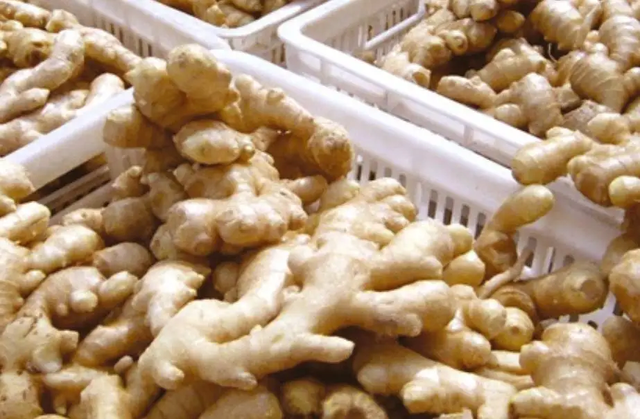 
Wholesale Natural Fresh Ginger From Thailand 