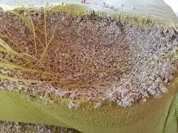 Лучшая цена сухая кукуруза оптовая продажа высококачественные кормовые гранулы кукурузы jumbo // Lina + 84 896 625 614