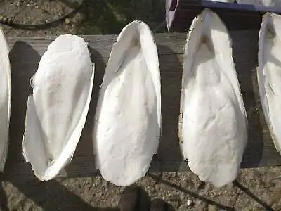 100 сушеные кости для морской слепки питание кальция рыбы Вьетнам Дельта/Ms Деми + 84 961 733 400