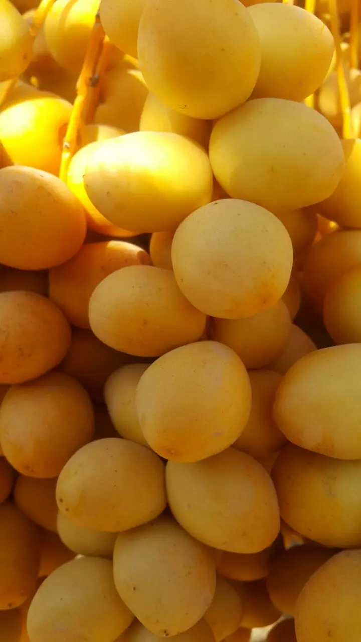 High Quality Fresh Egyptian Barhi Dates for Export