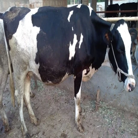 Holstein Friesian Quality Live Dairy Cows and Pregnant Heifers