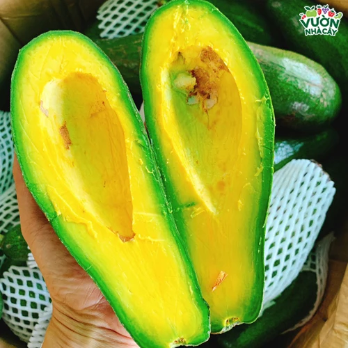 
Avocado Fresh O34 From Viet Nam  (10000003321090)