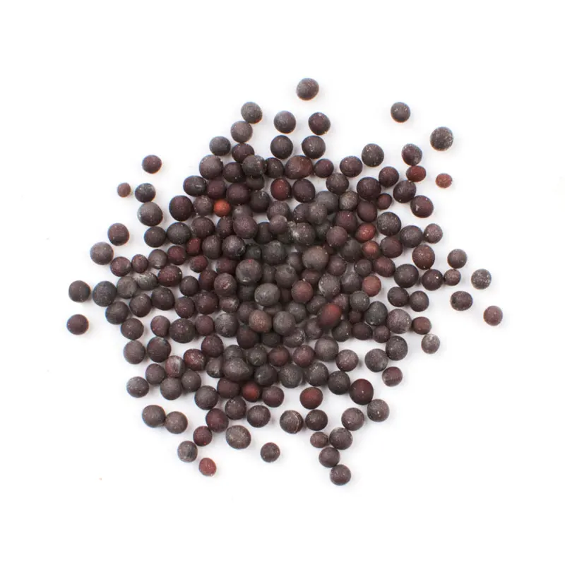 100 % Quality Top Best Price Black Mustard Seeds - Brassica nigra Price