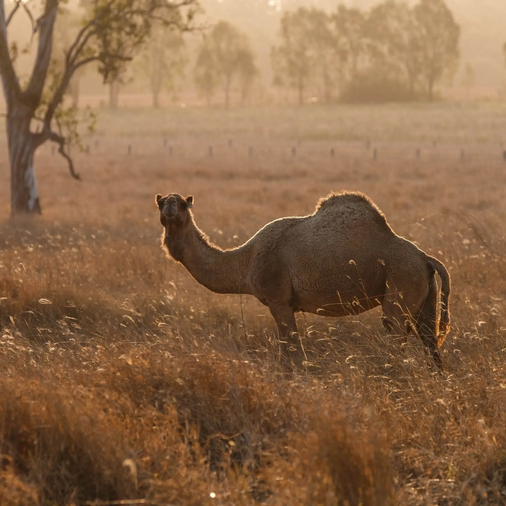 Порошок верблюжьего молока, извлеченный из верблюжьего молока, 99% Чистота