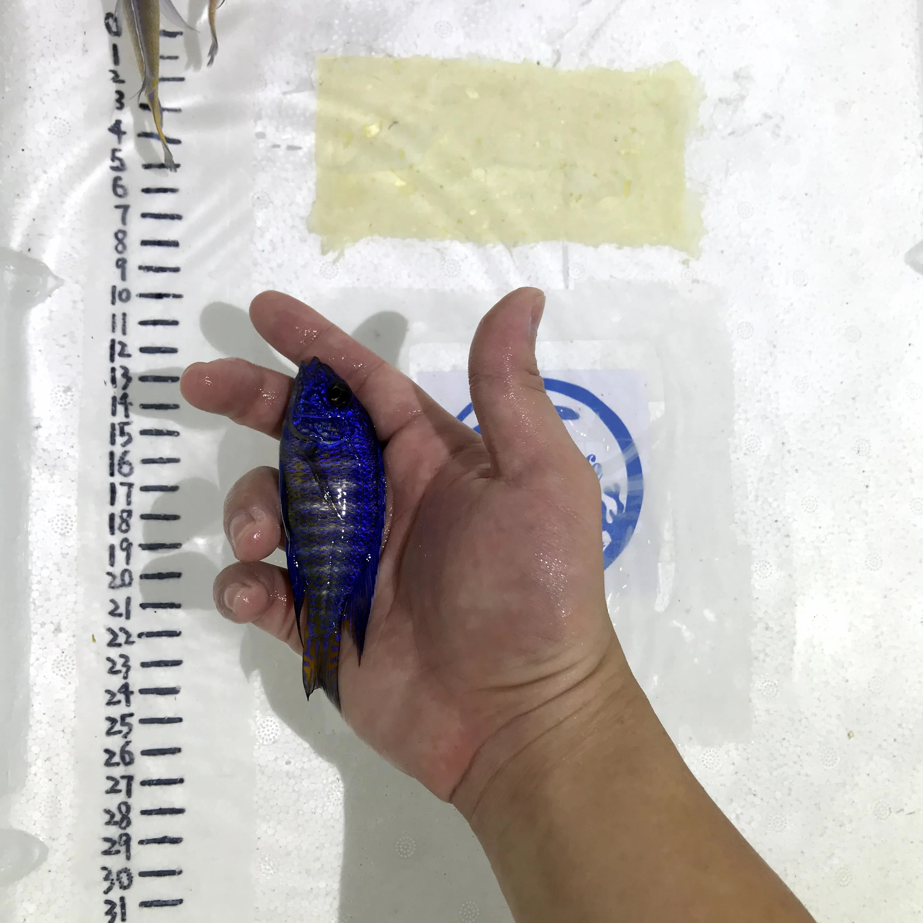 
Farm bred Aulonocara stuartgranti 