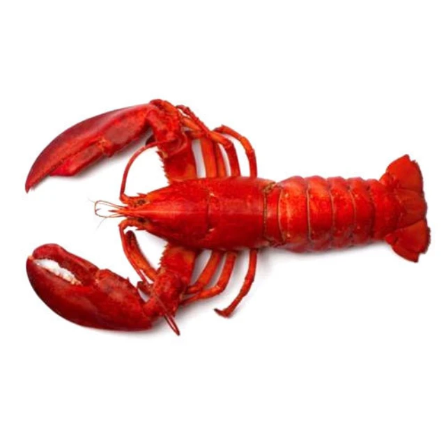 
Discount Price Caribbean Spiny Lobster Panulirus Argus For Sell 