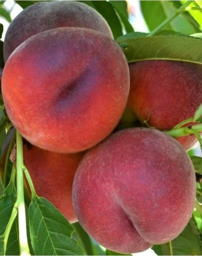 Fresh Peach Unique Taste Delicious Turkish Peach Plastic Crates Cardboard Boxes