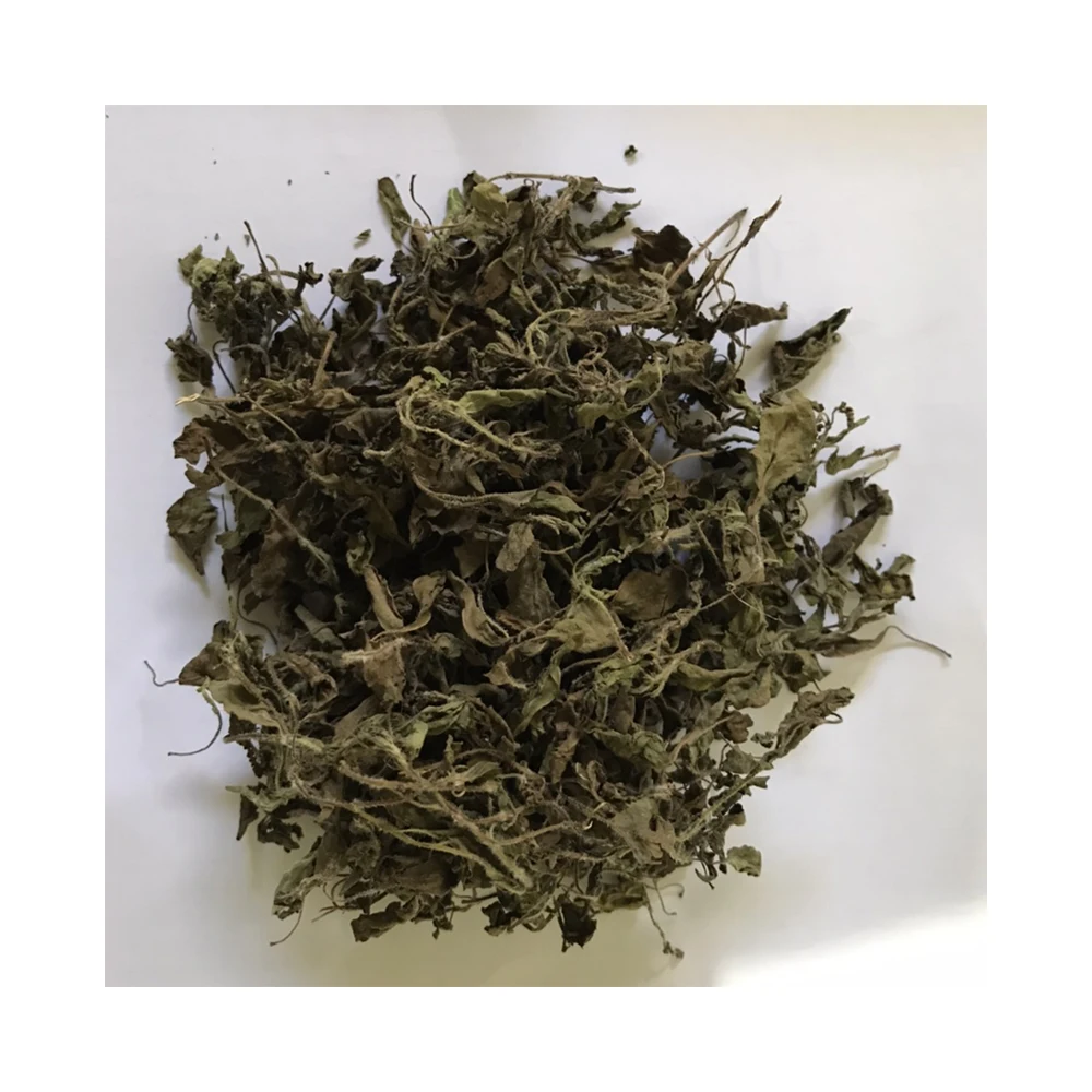 Plant Herb supplement of Holy Basil variety advantage with Best Quality from Thailand