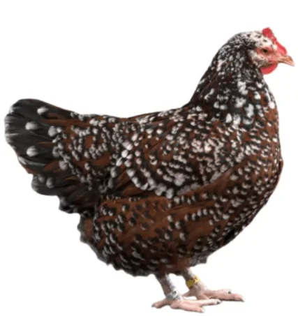 Fertilized egg of special chicken breed Specled Sussex from Turkey best price High Quality
