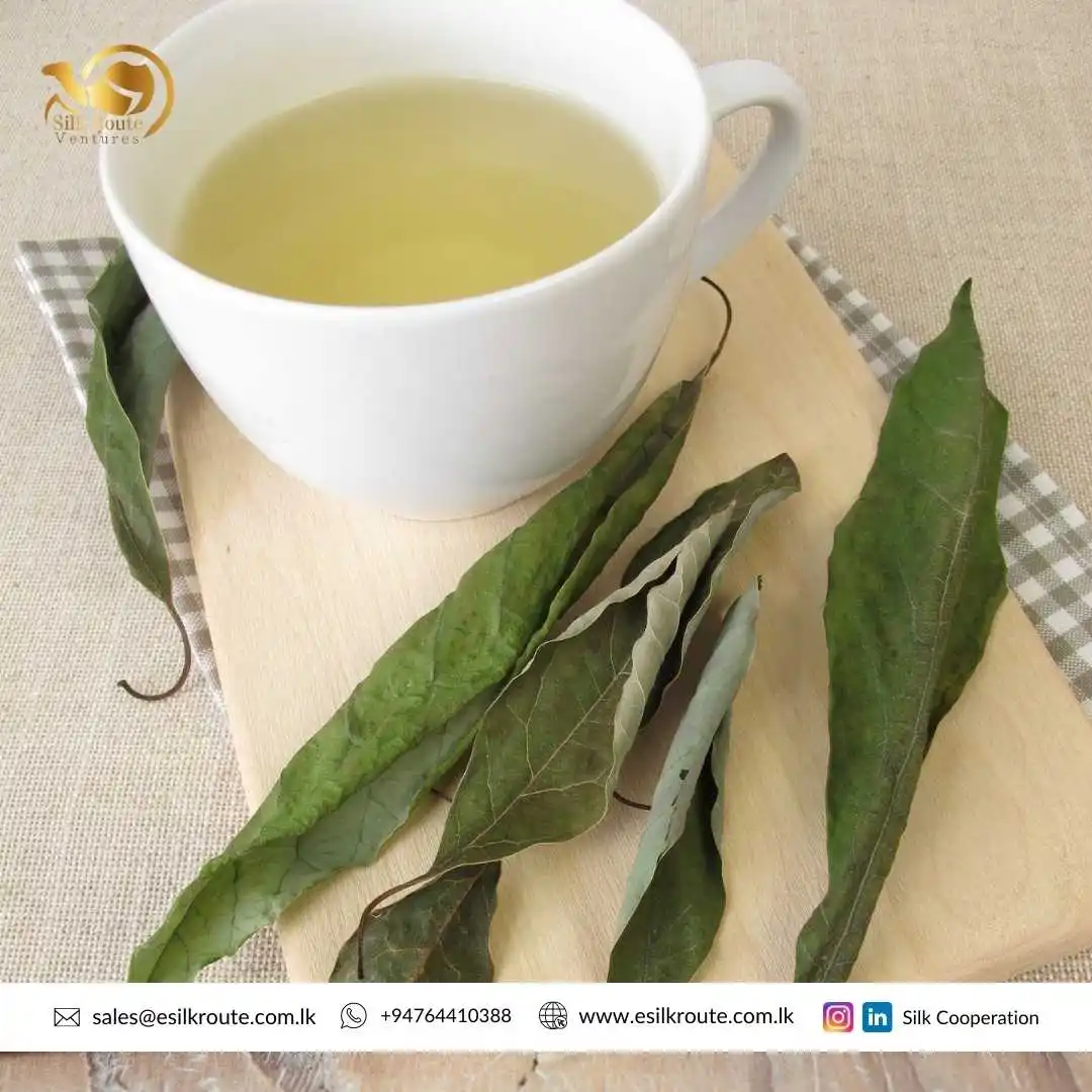 Огромный спрос оптовая продажа натуральный производитель серебряных листьев авокадо Цейлонское качество 100% чистые Органические листья для продажи