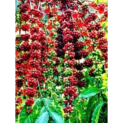 
Shelf Life 2 Years 98% Maturity Common Cultivation Type Pure 12.5% Max Moisture Coffee Bean 