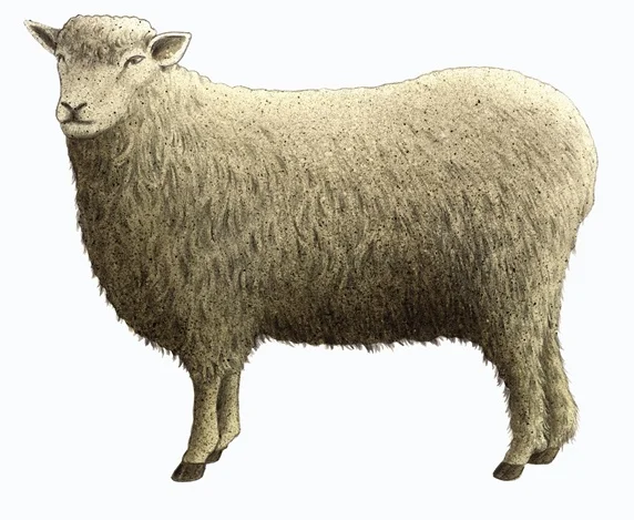 
Young Whole Livestock Sheep 70 kg  (1600127811043)