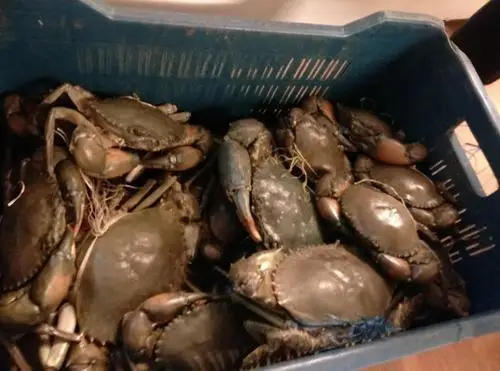 Замороженный красный королевский Краб | Свежий свежий/замороженные/живые козы король крабов