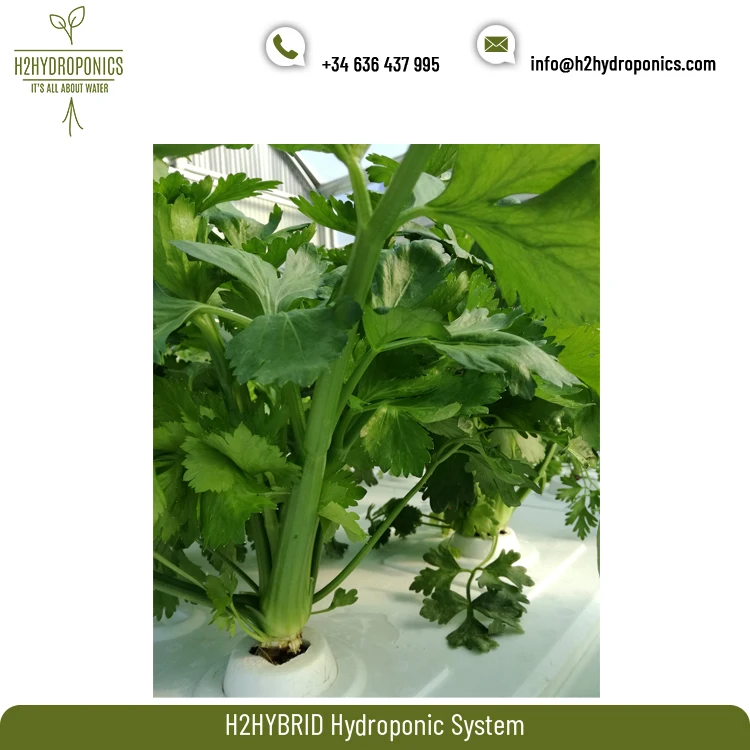 
Agricultural H2HYBRID Hydroponic Growing Systems for Greenhouses and Indoor Farms 