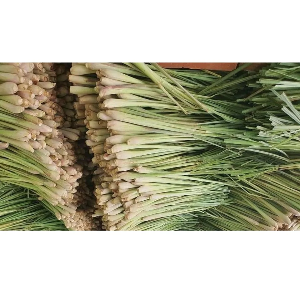 6 Months Shell Life Raw Processing Type Natural Green Stick Shape 6 Months Shell Life  Fresh Lemongrass