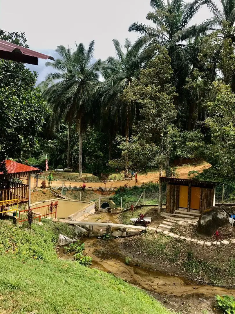 [MUSANG KING] TOP QUALITY GRAGE A EXPORT WHOLE FRUIT