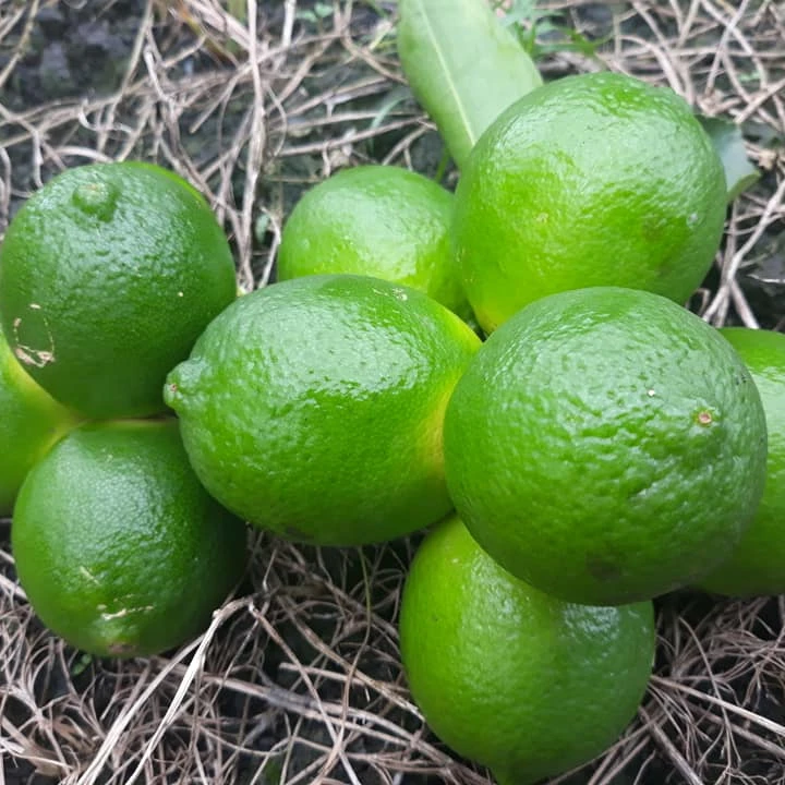 Green Fresh Seedless Lime  Fresh Seedless Lemon From Vietnam 0084947900124