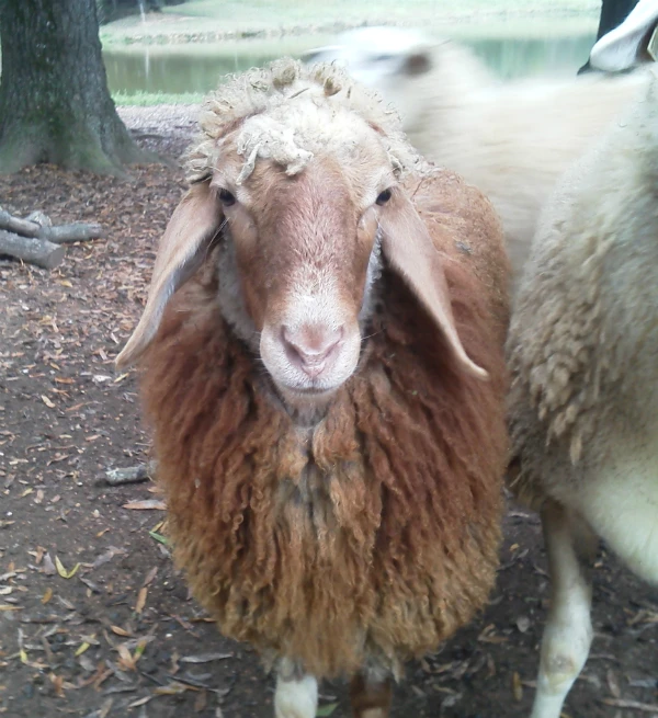 
Fat Tail Awassi Sheep 