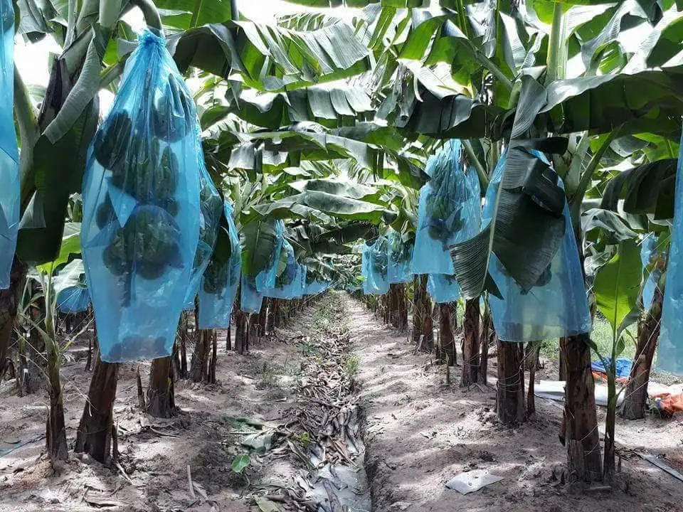 
Highly Recommend The Green Fresh Cavendish HASU Banana With VIETGAP Certification From Vietnam 