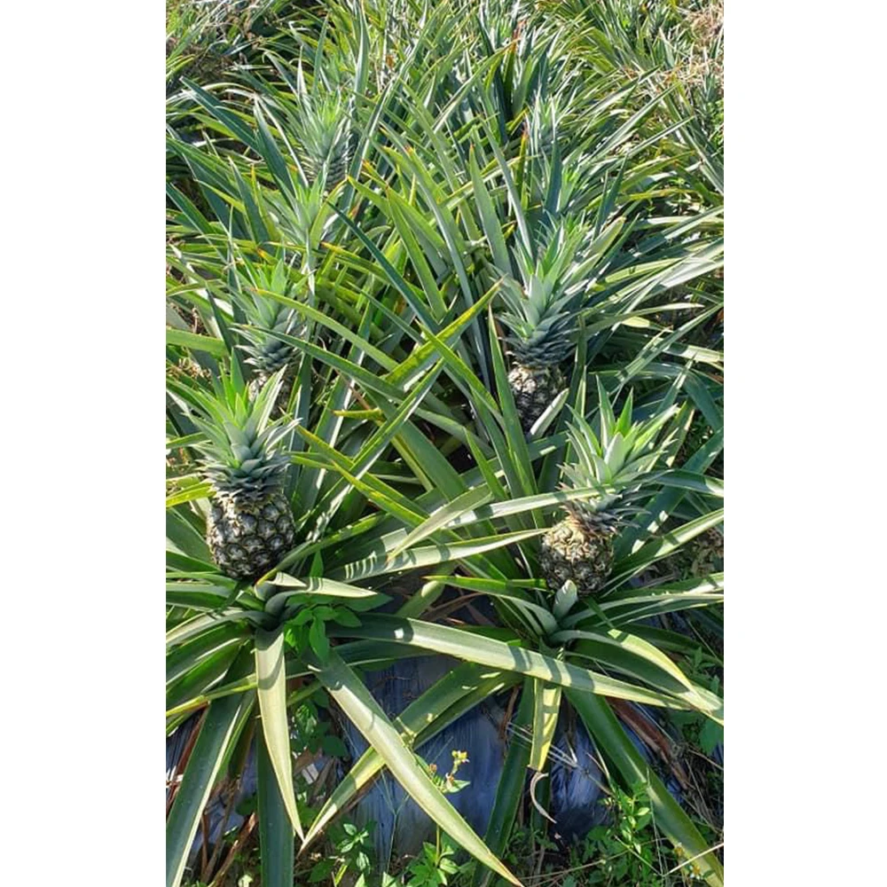 
Best Recommend For Fresh Pineapple The Pineapple Have Carton Packages With GAP Certification 