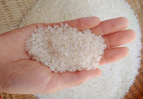 
High Quality Soft Shiny Japonica Short Round Seeds White Rice From Organic Rice Fields in Vietnam 