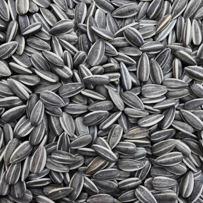 High quality cheap price nature sunflower seeds raw