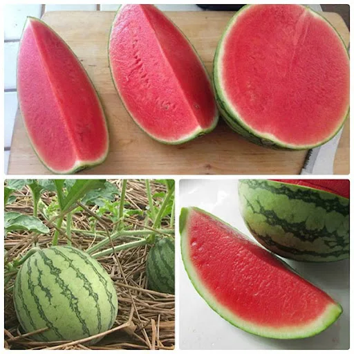 Свежие арбузы, выросшие во Вьетнаме, очень свежие, сладкие и энергетические каждый день