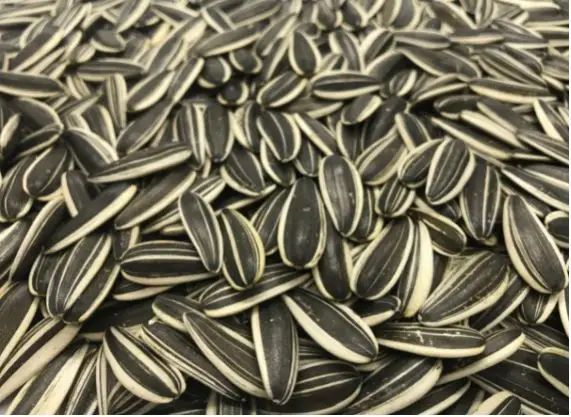 Оптовая продажа семян подсолнечника в шелушках, кондитерские подсолнечные ядра из Турции класса A, новый урожай горячей облицовки! Лучшая цена!