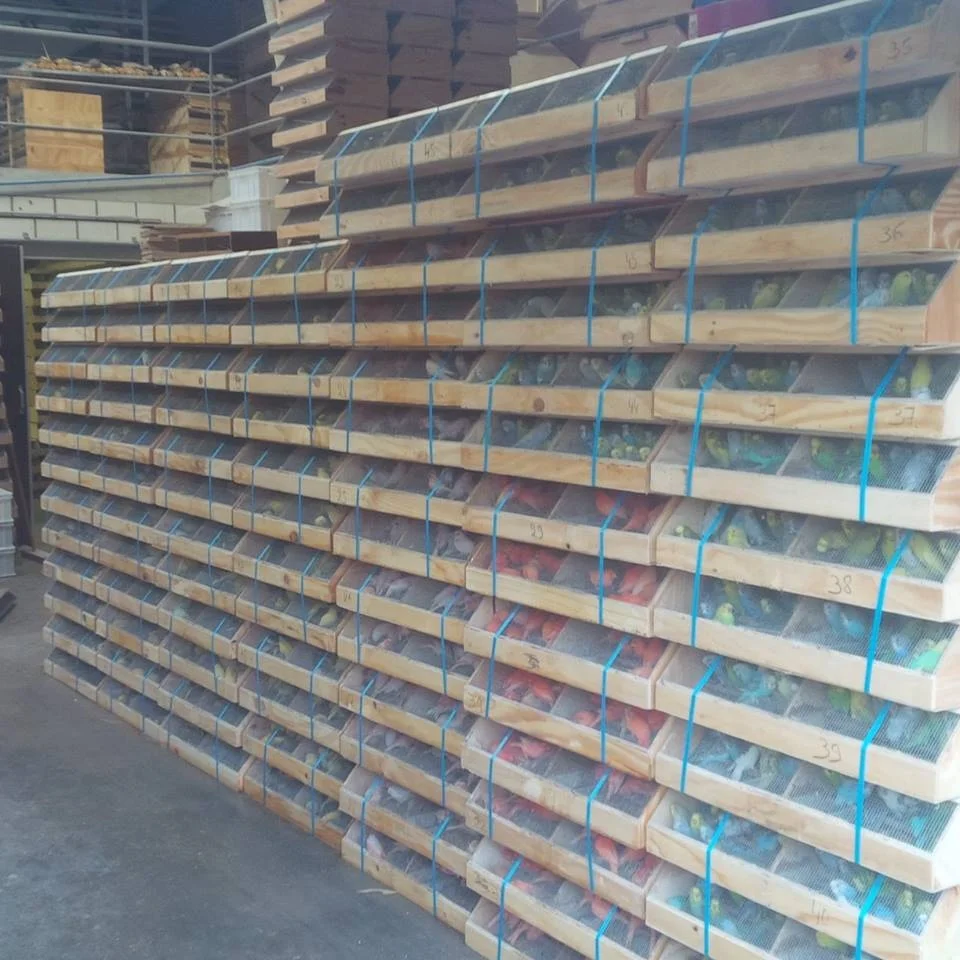 
Large Sizes Singing Canary Birds/Yorkshire Canary and Lancashire Canary 