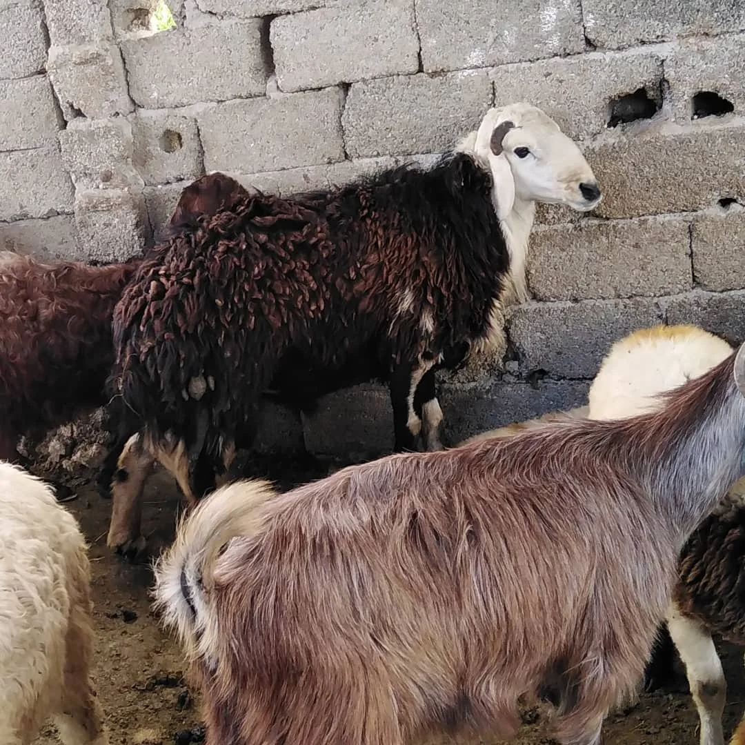 
Live Najdi Sheep For Sale 