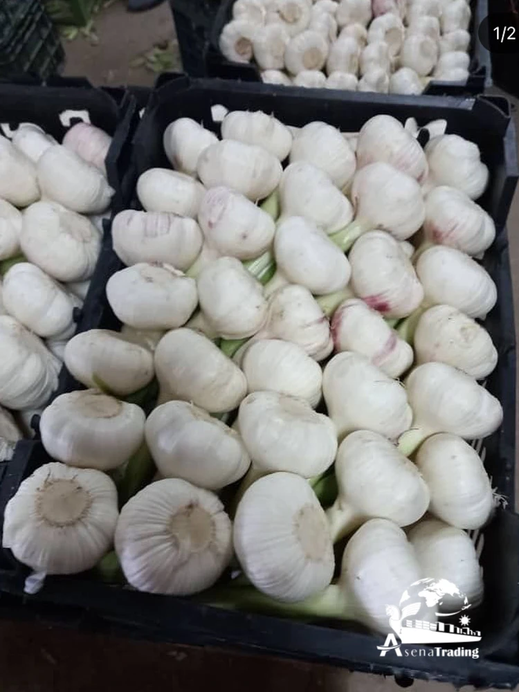 Top quality persian Garlic big size competitive prices