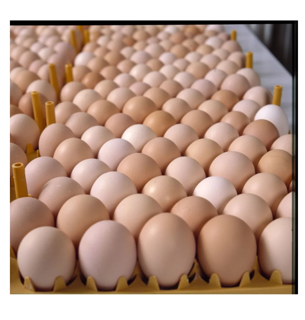 Farm Fresh Chicken Table Eggs Brown and White / Fresh Table Eggs White / Brown for sale Canada