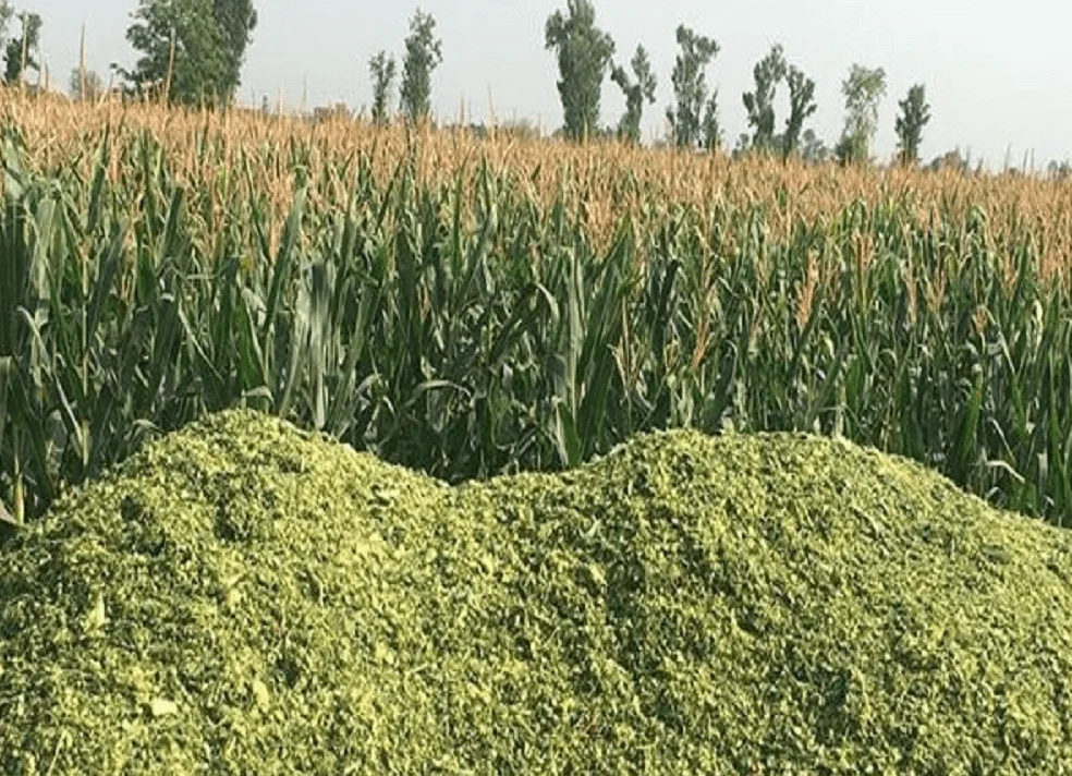 
Corn Silage for sale ONLY for Bahrain, Dubai, Riyadh, Dammam, Qatar, Bangladesh, Turkey 