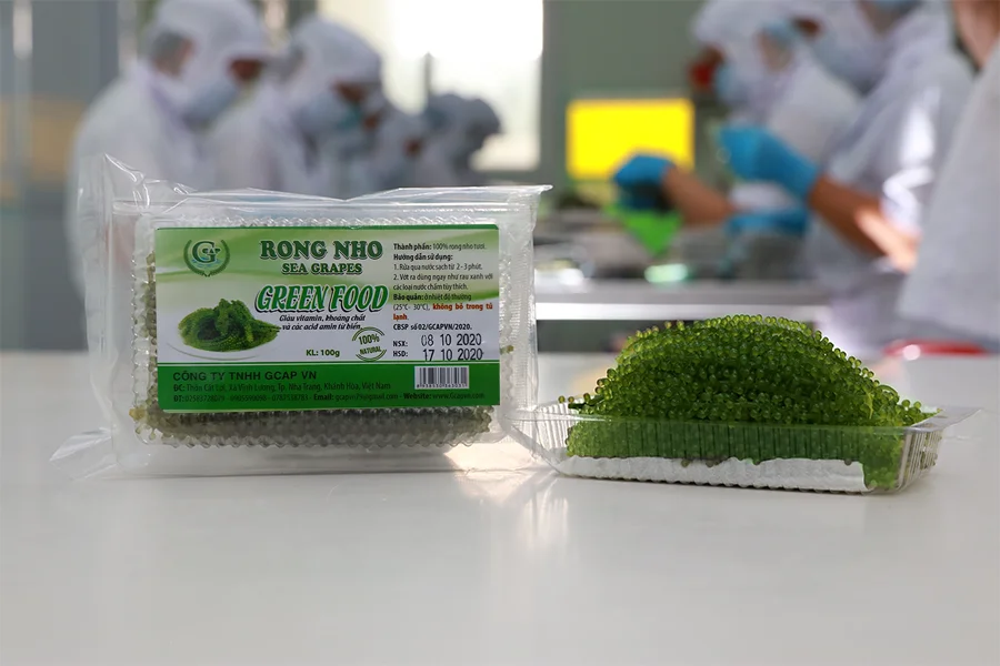Natural Green Color Characteristics Taste Organic Fresh Sea Grapes Green Food From Viet Nam