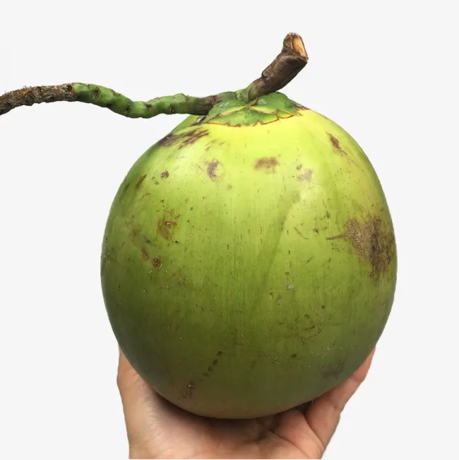 Young Green Xiem Coconut From Viet Nam
