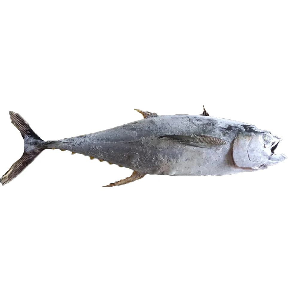 Seafood Body Whole Low-Fat Nutritious 20KG UP Frozen Yellowfin Tuna WR With GMP, ISO, HACCP Certification