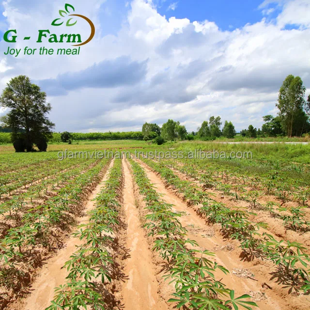 
Newest crop 2019 cassava flour tapioca with high quality 