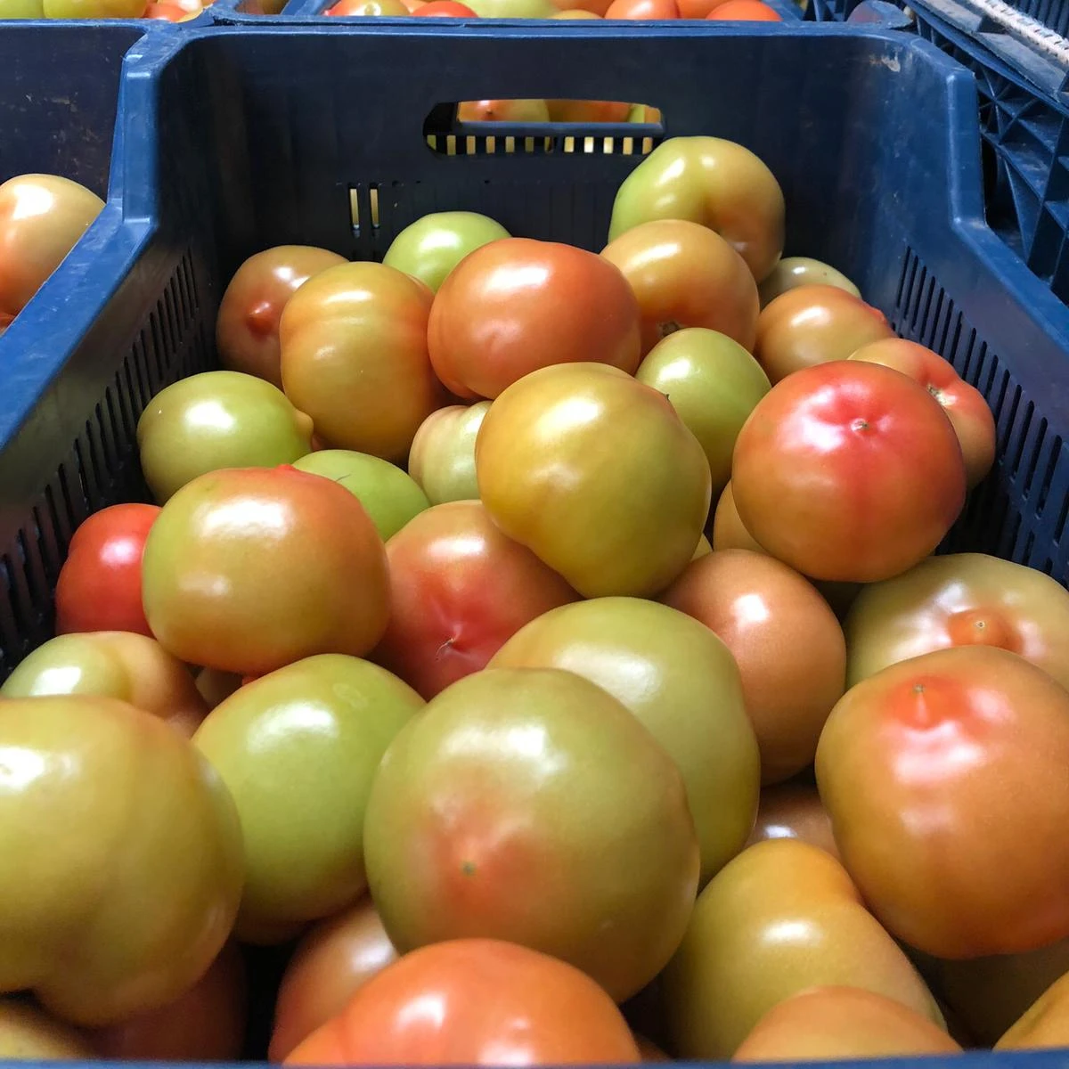 Durable Red Green Fresh Tomatoes Mature Tomato Best Quality For Wholesale Quick Response Good Price from TURKEY