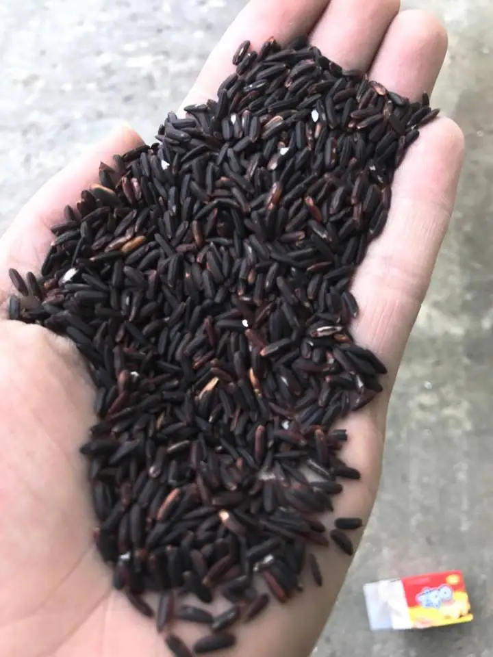 Фиолетовый рис/черный рис/рис с длинным зерном во Вьетнаме