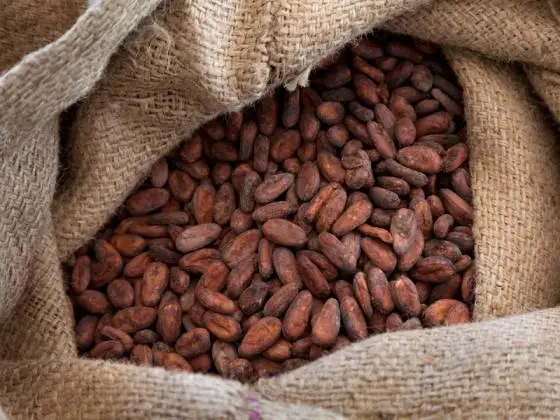 Cacao Beans ,Dried Criollo Cocoa Beans ,Organic Roasted Cacao Beans cheap prices