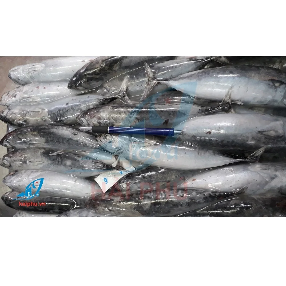 Премиум качество хорошая цена метод замораживания замороженного цельного тунца из