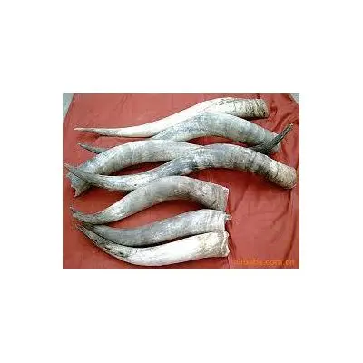 Хорошее качество, рога бычьей коровы и рога буйвола, доступны для продажи