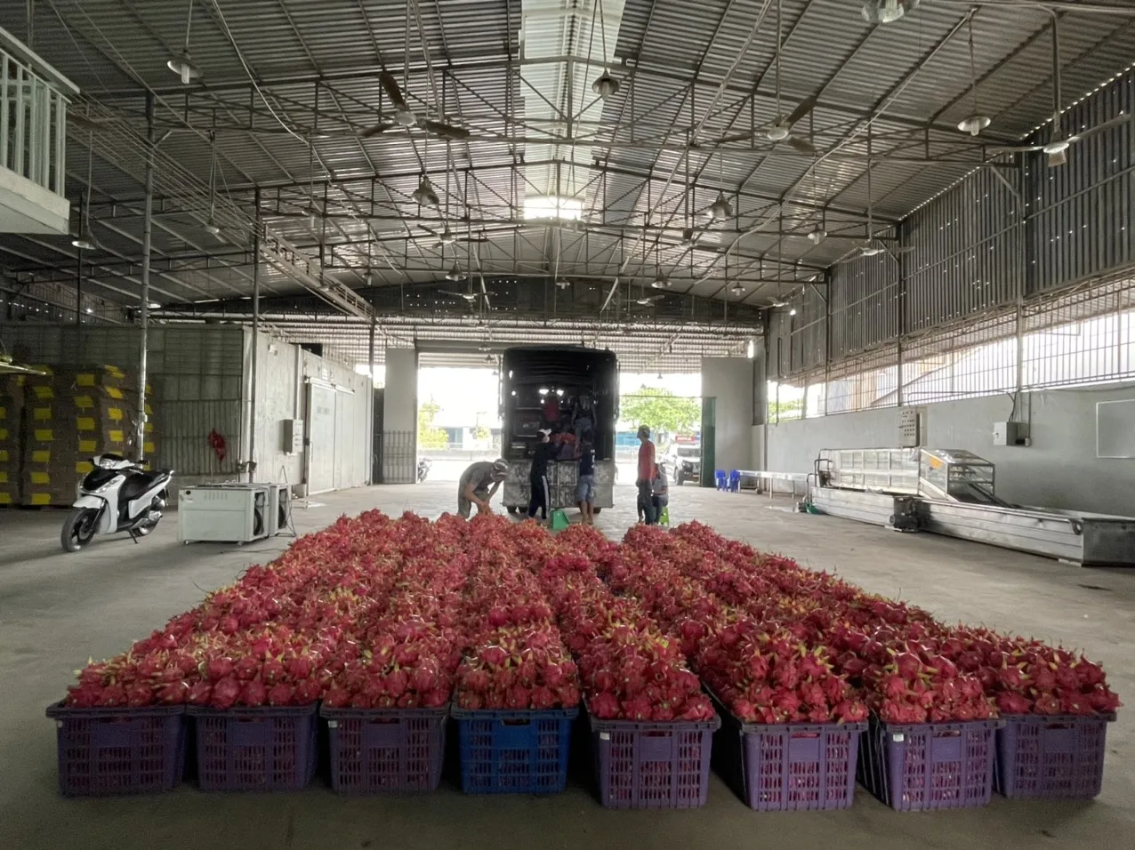 100% Organic Red/White Fresh Dragon Fruit High Quality Dragon Fruit Specially Export to China Best Dragon Fruit Vietnam