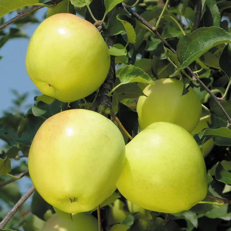 
Wholesale Fresh Guava Fruit at Low Price 