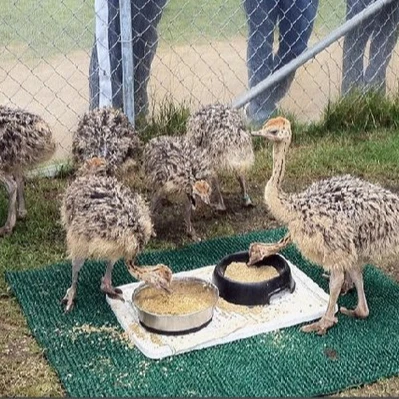 
Ostrich Chickens 